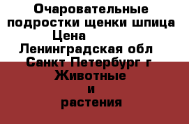 Очаровательные подростки-щенки шпица › Цена ­ 10 000 - Ленинградская обл., Санкт-Петербург г. Животные и растения » Собаки   . Ленинградская обл.,Санкт-Петербург г.